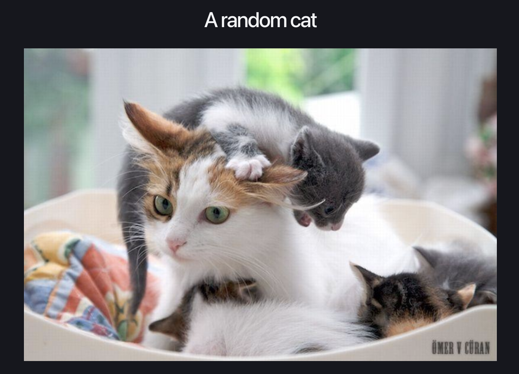 The test app, showing a really cute image of a tiny kitten sitting on an adult cat's head. The adult cat looks bedraggled.