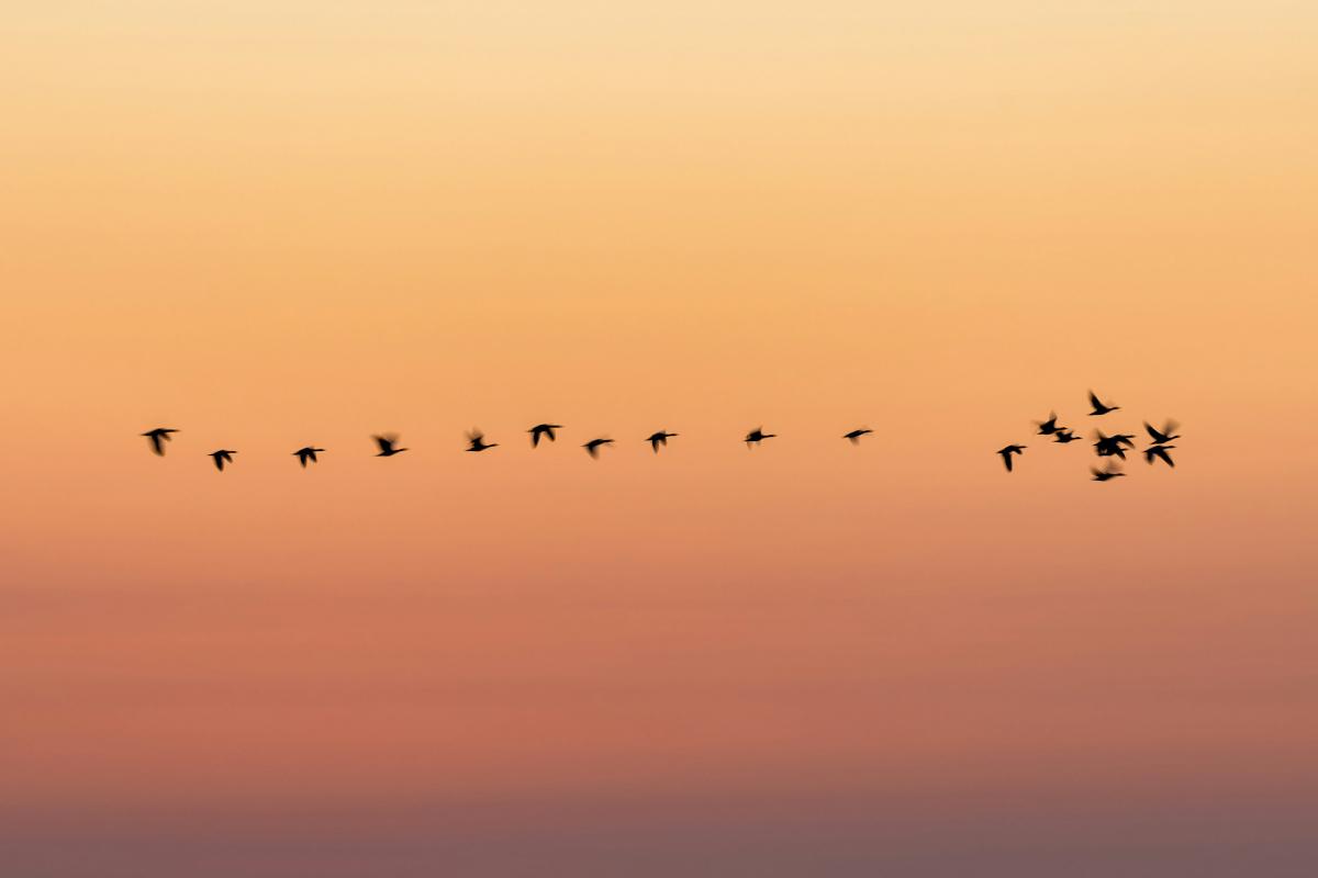 Tips for big migrations, pairing effectively and are we forgetting how to CSS?