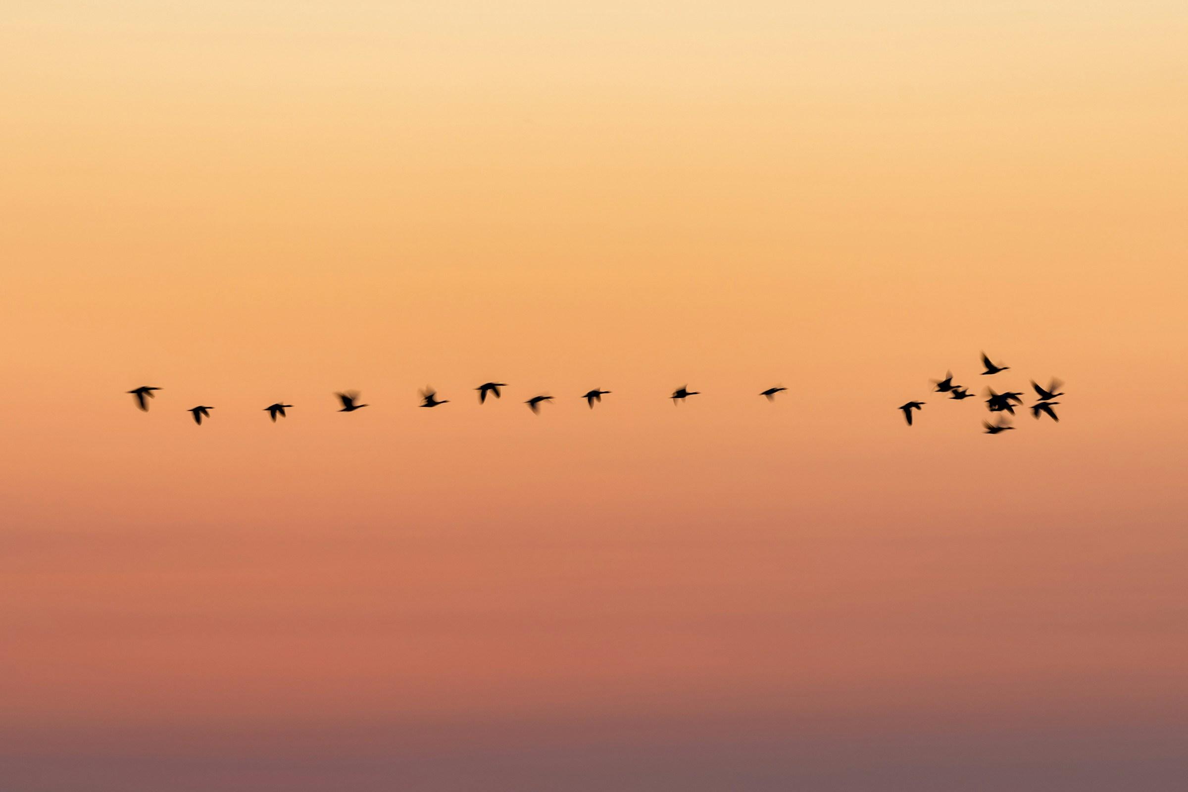 Tips for big migrations, pairing effectively and are we forgetting how to CSS?